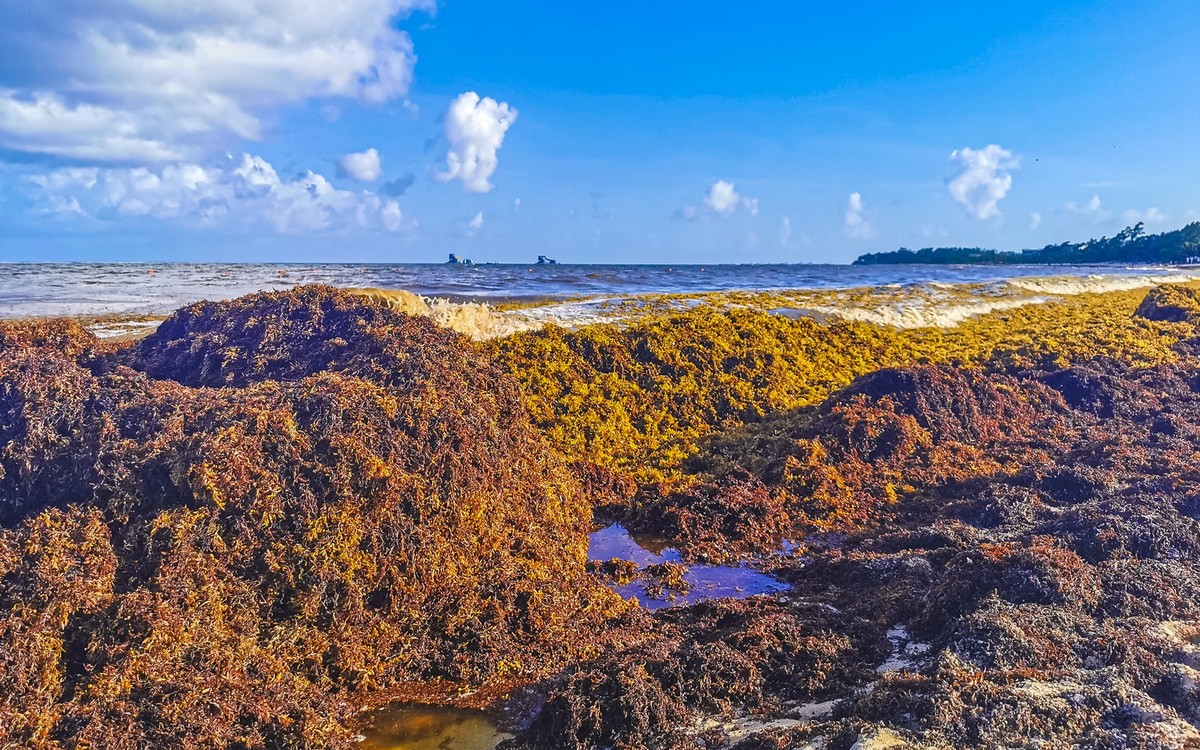 Beautiful Caribbean beach totally filthy dirty nasty seaweed pro, The beautiful Caribbean beach totally filthy and dirty the nasty seaweed sargazo problem in Playa del Carmen Quintana Roo Mexico., The ...