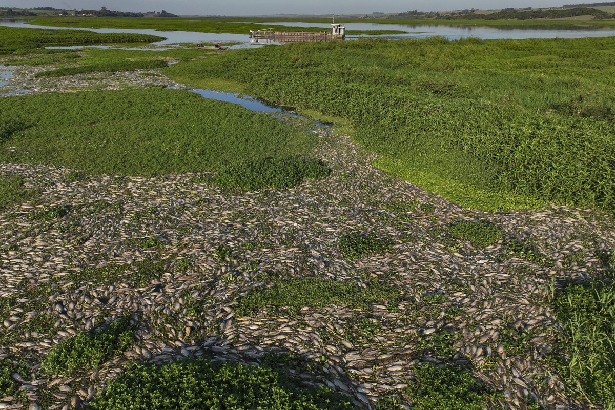 Thousands of dead fish lie on the banks of the Piracicaba River in a rural area of Piracicaba, Sao Paulo state, Brazil, Wednesday, July 17, 2024. The state&#039;s Environmental Secretary said the caus ...