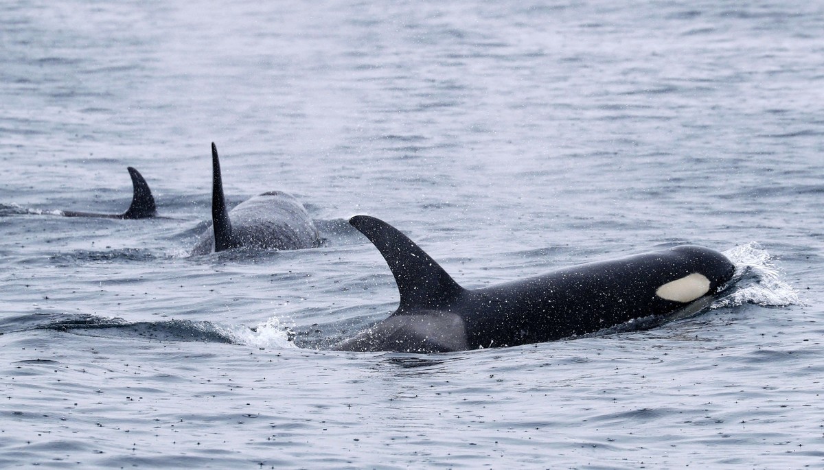 ILLUSTRATION - 22.06.2018, Japan, Rausu: Orcas schwimmen vor der Halbinsel Shiretoko an der Nordostspitze der Insel Hokkaido. (zu dpa: