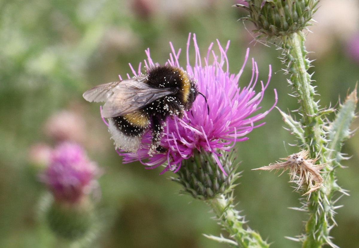 HUMMEL auf einer Distel Blüte Copyright Karl Schöndorfer TOPPRESS - 20210915_PD4428