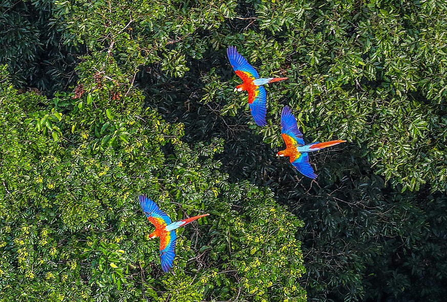 Macawa in the Amazon Rainforest, state of Acre, Brazil.