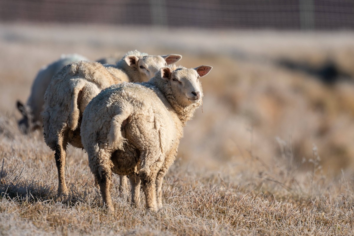 Schafe stehen im Morgenlicht auf einer Weide. Rottweil Baden-Württemberg Deutschland *** Sheep standing in the morning light on a pasture Rottweil Baden Württemberg Germany