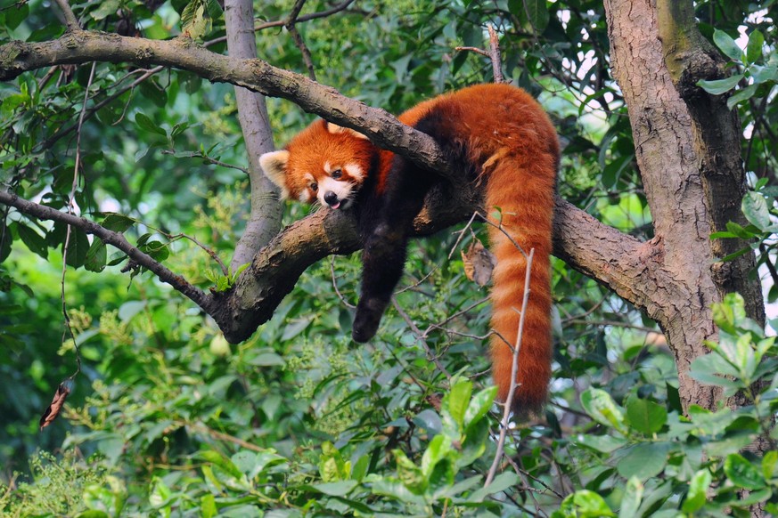 Er sieht aus wie eine Mischung aus Fuchs und Teddybär: Beheimatet im asiatischen Raum sind weniger als 10.000 Artgenossen des roten Pandas übrig.