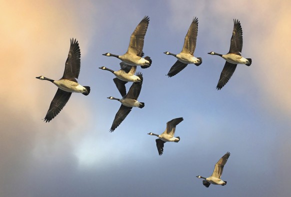 Flock of Canada Geese Flying in V Formation