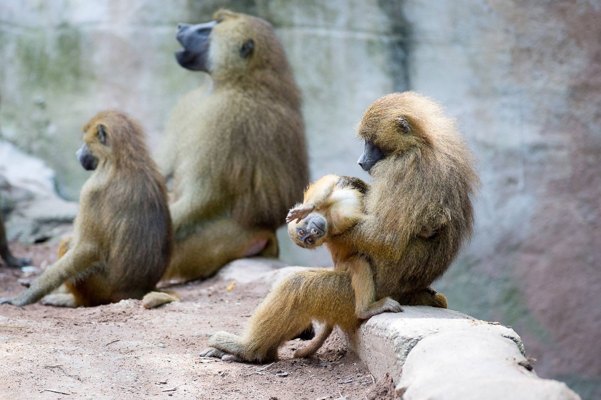 Babypavian bei seiner Mutter, Copyright: xHahn/Eibner-Pressefotox EP_HAHN

at his Mother Copyright xHahn Eibner EP_HAHN