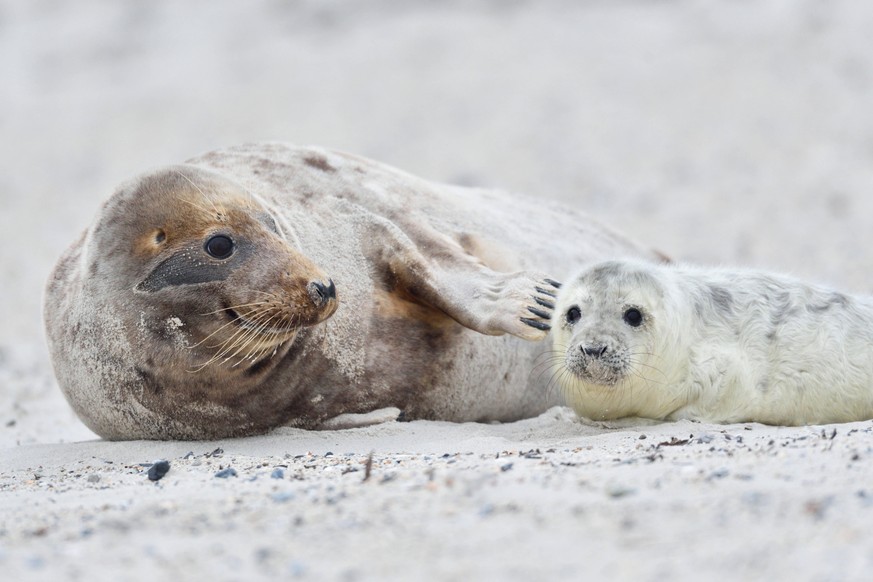 Wegen dem geringen Schiffsverkehr kommen die, vom Aussterben bedrohten Kegelrobben zurück an die Ostsee-Küste.