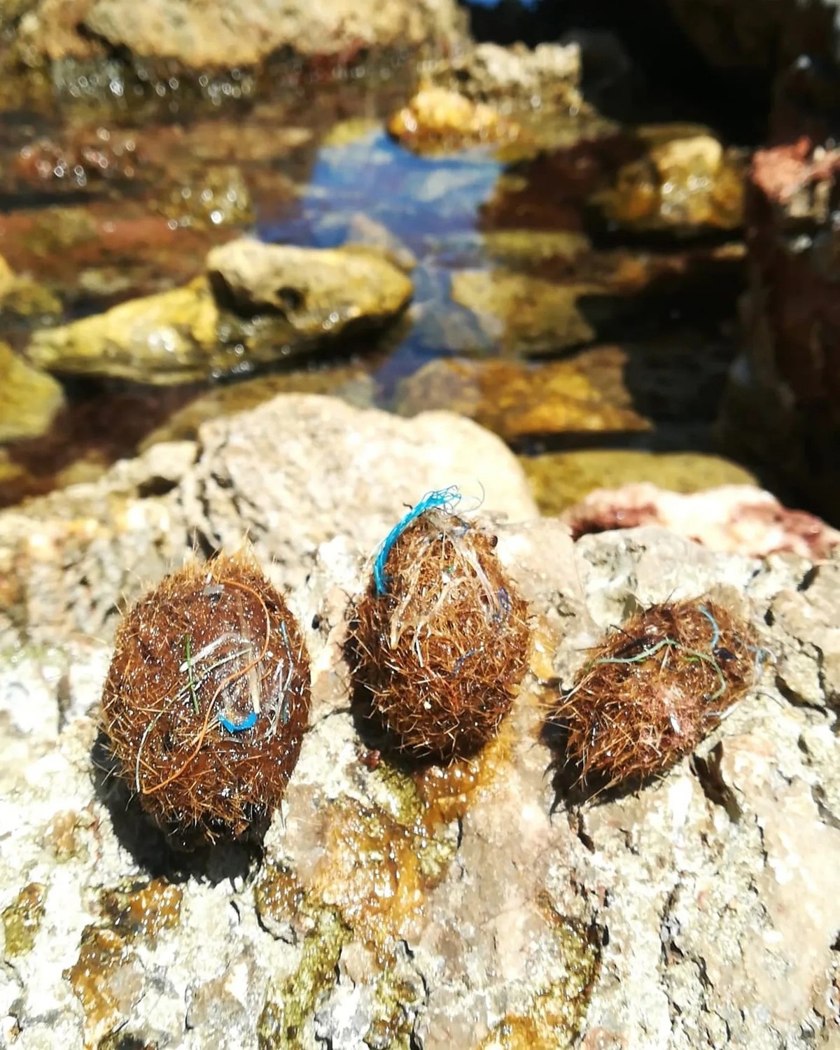 In diesen Seebällen hat sich Mikroplastik verfangen.
