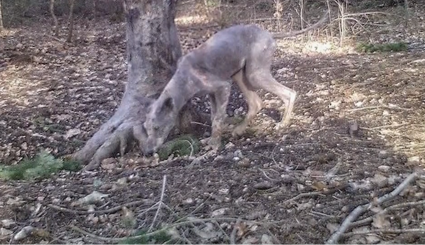 Im Brandenburger Spreewald hat eine Wildkamera einen unheimlichen Wolf aufgezeichnet.