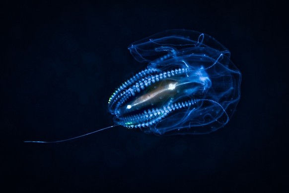 Comb jelly (Cydippida), diagonal, swimming. Cydippida is an order of comb jellies. They are distinguished from other comb jellies by their spherical or oval bodies, and the fact their tentacles are br ...