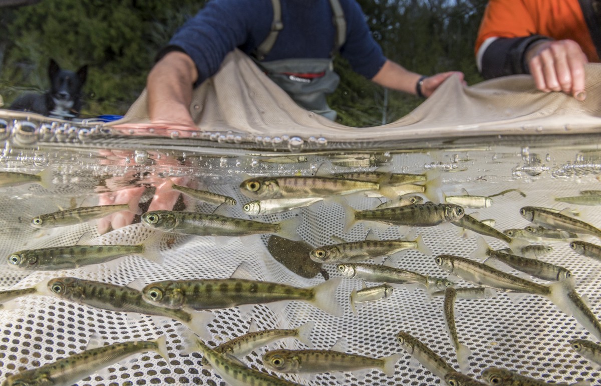 There are many organizations that are involved with the conservation of wild salmon. The Wild Fish Conservancy, in Washington State, carries out research projects in rivers, lakes and near-shore habit ...