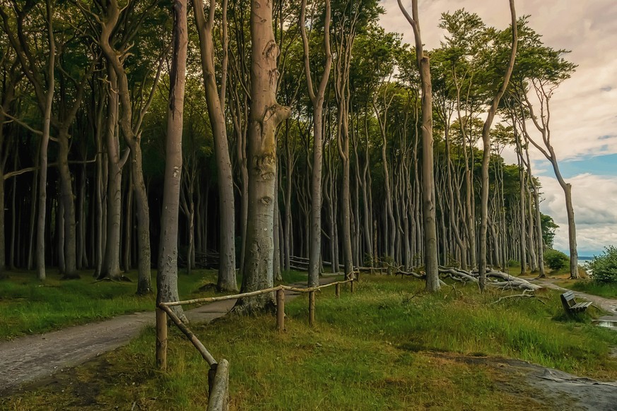 Der "Gespensterwald Nienhagen" an der Ostsee ist einer von vielen Lost Places in Deutschland, der als Ausflugziel im Urlaub dienen könnte.