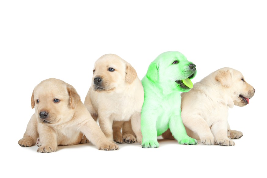 Labrador puppies isolated on white background