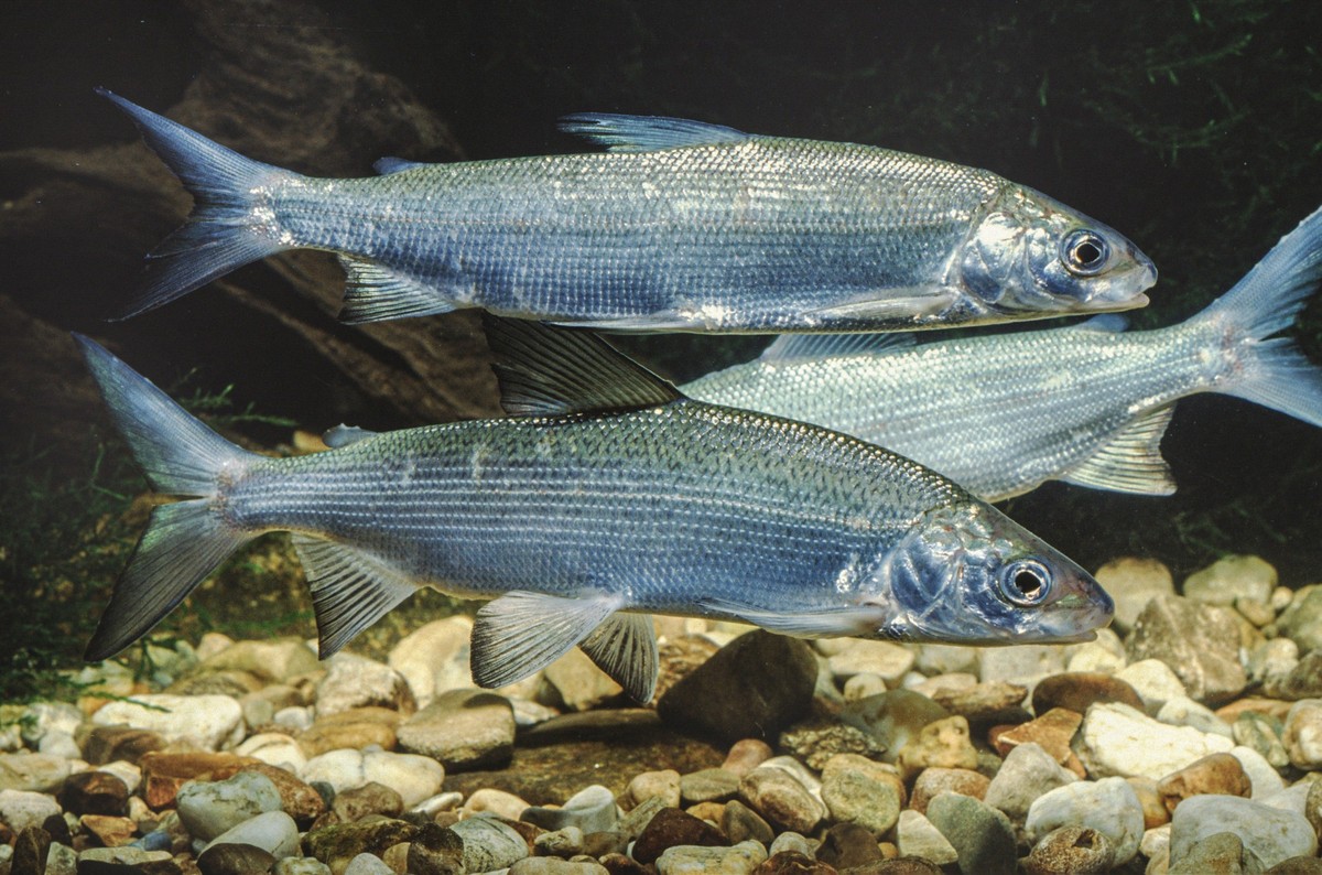 Renken, Maraenen Coregonus spec., mit Laichausschlag, Seitenansicht whitefishes, lake whitefishes Coregonus spec., with nuptial tubercles, side view BLWS688675 *** Renken, Maraenas Coregonus Spec , wi ...