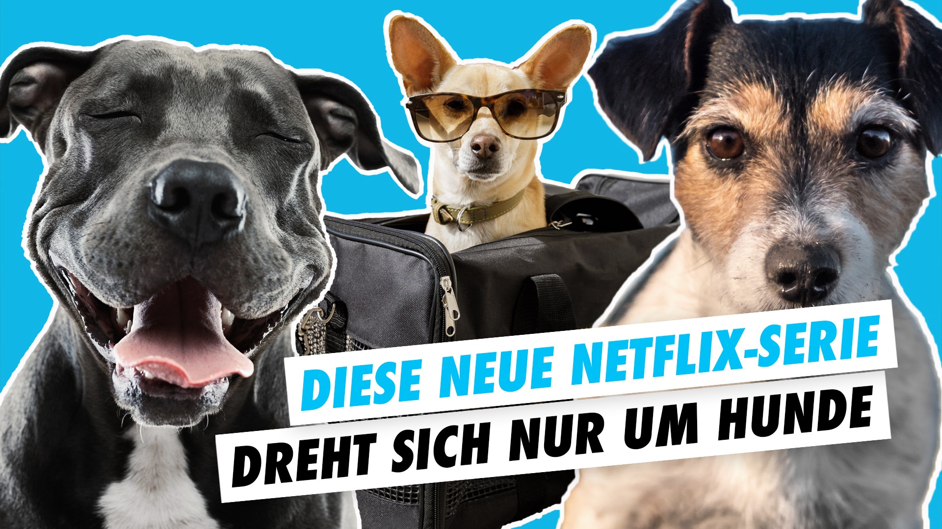 Neue NetflixSerie so sieht die neue HundeSerie aus watson