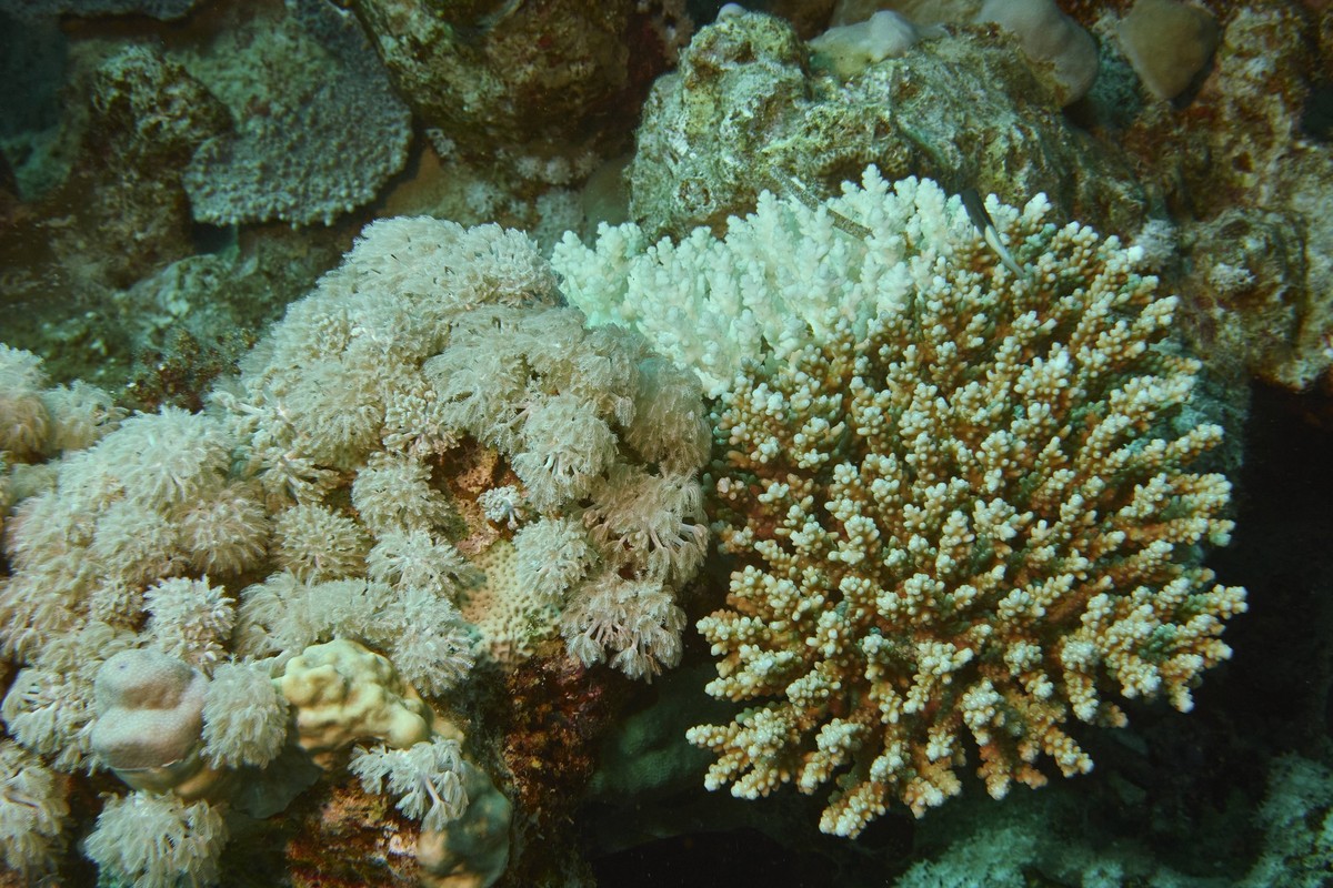Weisse durch korallenbleiche teilweise geschädigte Hirschhornkoralle im Korallenriff. Rotes Meer, Hurghada, Ägypten *** Whites through Korallenbleiche partly damaged was picking staghorn coral at Cora ...