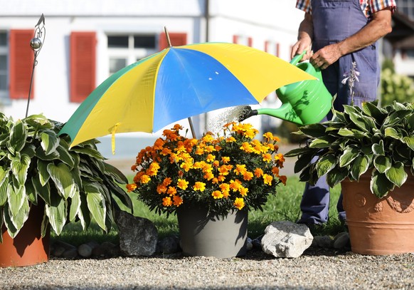 21.08.2023, Baden-Württemberg, Ostrach: Ein Mann schützt seine Blumen mit einem Sonnenschirm vor der Hitze. Für den heutigen Tag sind Temperaturen über 30 Grad Celsius vorhergesagt Foto: Thomas Warnac ...