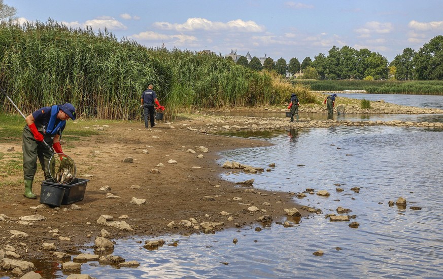 In der Oder sind massenhaft Fische verendet. Kräfte vom Technischen Hilfswerk bergen mehrere Tonnen toter Fische aus dem Fluss.