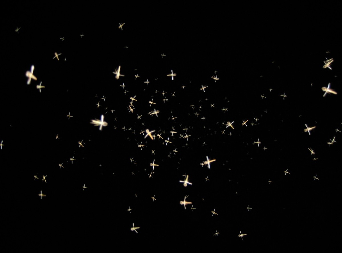 Mosquito invasion at night