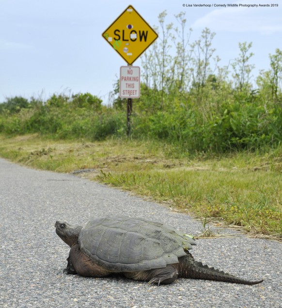 The Comedy Wildlife Photography Awards 2019Lisa VanderhoopAquinnahUnited StatesPhone: (508)560-5707Email: seadogsproductions@hotmail.comTitle: Snarling Snappin' in the Slow LaneDescription: Slo ...