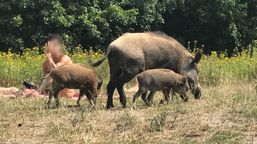 07.08.2020, Berlin: Ein Wildschwein mit seinem Nachwuchs läuft über die Badewiese am Teufelssee im Berliner Grunewald an einem Badegast vorbei. Foto: Fernando Gutierrez/dpa - ACHTUNG: Person(en) wurde ...