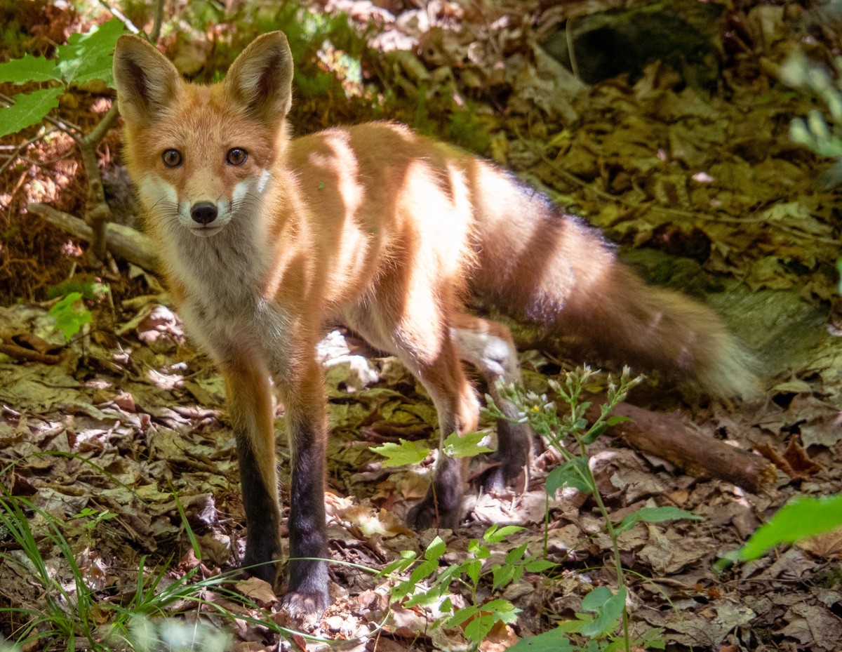 ARCHIV - Ganz sch�n neugierig:�Besondere Scheu vor dem Fotografen scheint dieser Fuchs in freier Wildbahn im Haliburton Forest nicht zu haben. Foto: Andreas Drouve/dpa-tmn - Honorarfrei nur f�r Bezieh ...