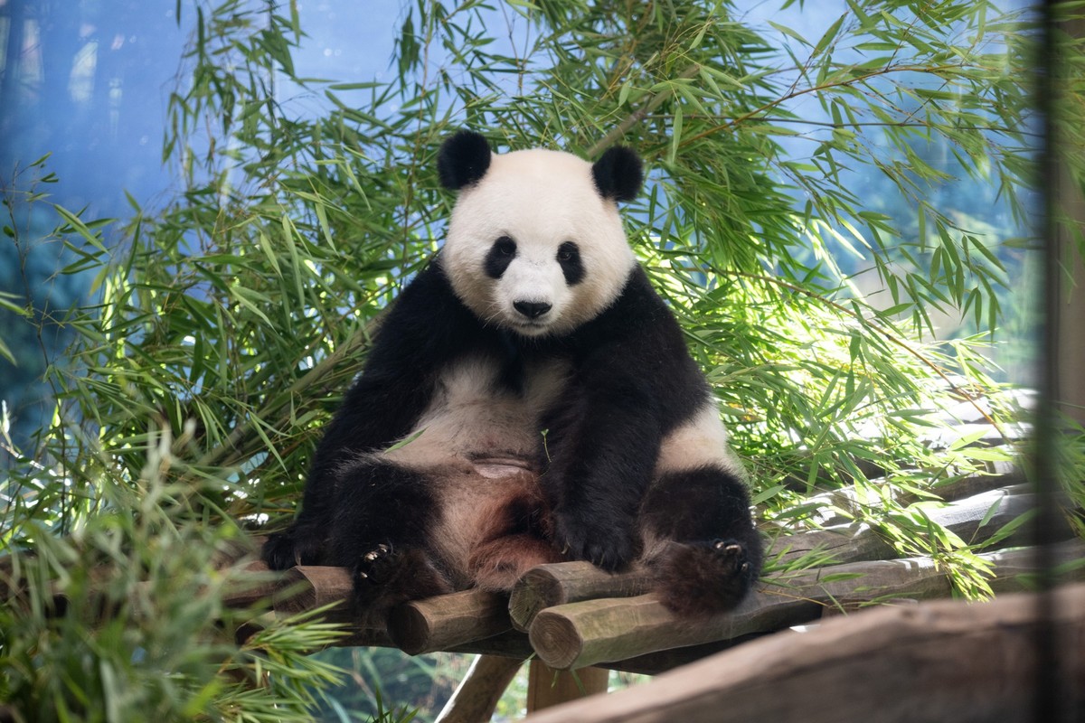 ARCHIV - 13.08.2024, Berlin: Das Pandaweibchen Meng Meng, die mit Zwillingen schwanger ist, sitzt in ihrem Gehege im Zoo Berlin. Nach f�nf Jahren wird im Berliner Zoo wieder Panda-Nachwuchs erwartet.  ...