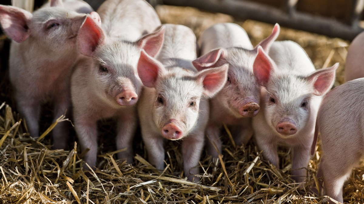 Ferkel im Schweinestall (Foto: picture alliance / Felbert+Eickenberg / STOCK4B / VisualEyze) | Verwendung weltweit, Keine Weitergabe an Wiederverkäufer.
