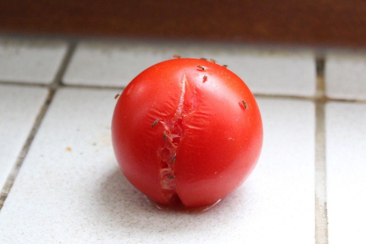 tomato with fruit flies, , 03.08.2021, Copyright: xMartinaUnbehauenx Panthermedia30591071.jpg