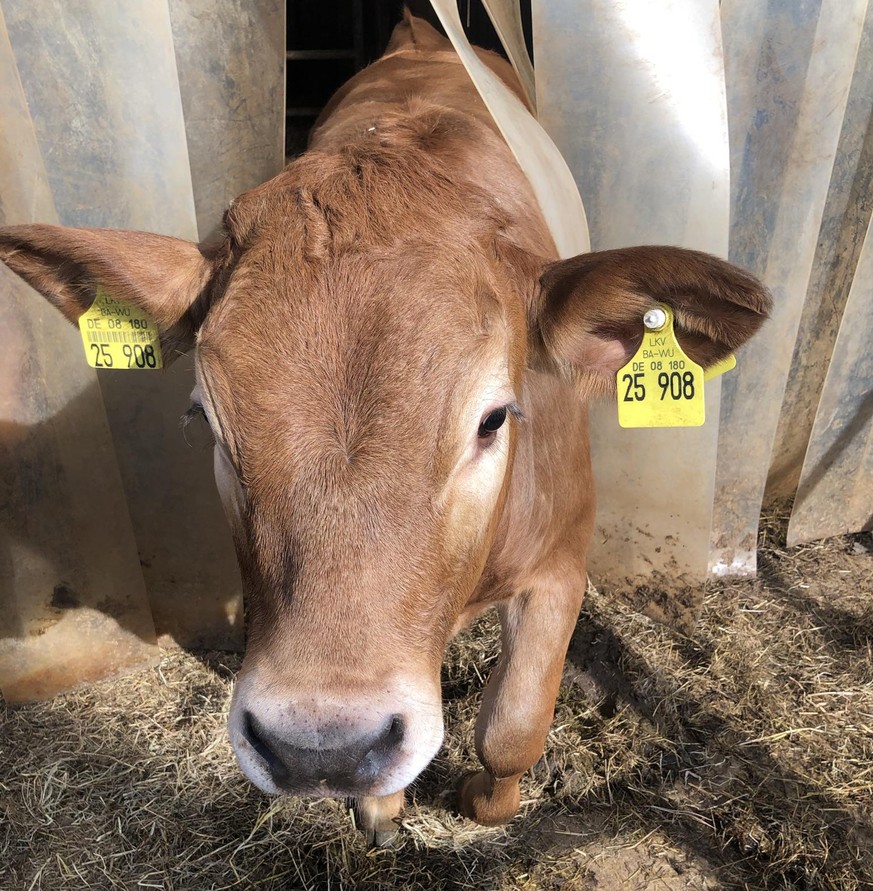 Das hier ist Kälbchen Nummer 25 908. Damit eine Kuh Milch gibt, muss sie ein Kalb gebären – am besten alle 360 Tage. Das oft unerwünschte Nebenprodukt: die Kälbchen, allem voran die männlichen.