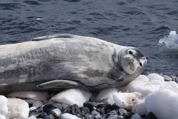 Weddell seal Leptonychotes weddellii, Paulet Island, Weddell Sea, Antarctica, Polar Regions PUBLICATIONxINxGERxSUIxAUTxONLY Copyright: SergioxPitamitz 741-6136