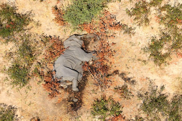 A dead elephant is seen in this undated handout image in Okavango Delta, Botswana May-June, 2020. PHOTOGRAPHS OBTAINED BY REUTERS/Handout via REUTERS ATTENTION EDITORS - THIS IMAGE HAS BEEN SUPPLIED B ...