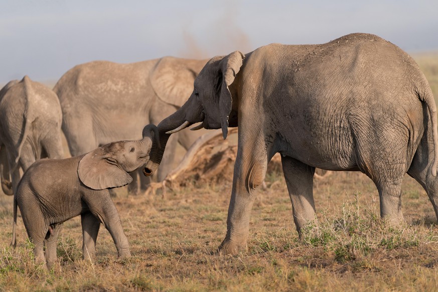 Grund zum Anstoßen für die Dickhäuter: Die Elefanten-Population in Kenia steigt an.
