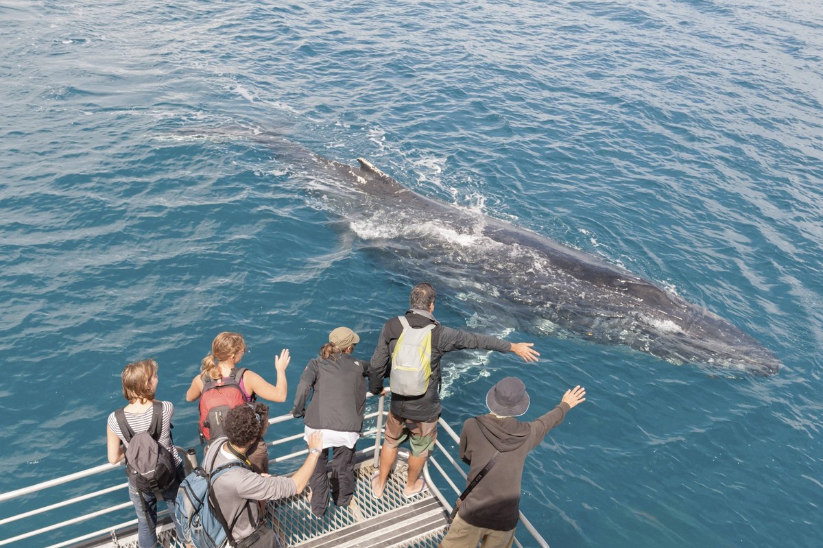 Menschen auf einem Boot beobachten Buckelwale Megaptera novaeangliae, Hervey Bay, Queensland, Australien, Ozeanien People on boat watching Humpback whale Megaptera novaeangliae, Hervey Bay, Queensland ...