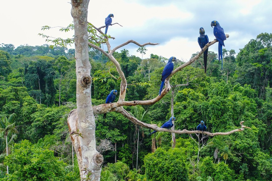 Aerial photo taken with a drone of a group of hyacinth macaw (Anodorhynchus hyacinthinus) in the canopy of a tree in an area of Brazilian Amazon forest.