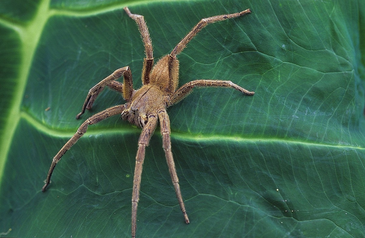 Brasilianische Wanderspinne (Phoneutria boliviensis), sitzt auf einem Blatt, Costa Rica Brazilian Wandering Spider (Phoneutria boliviensis), sits on a leaf, Costa Rica BLWS425092 Copyright: xblickwink ...