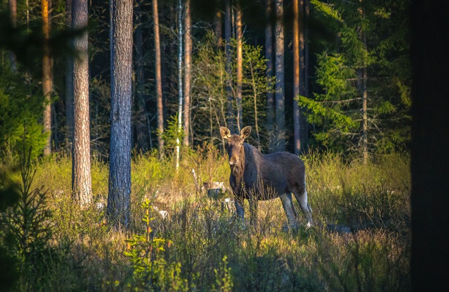 Elche sind anpassungsfähige Tiere, die in Deutschland über Jahre als ausgerottet galten.