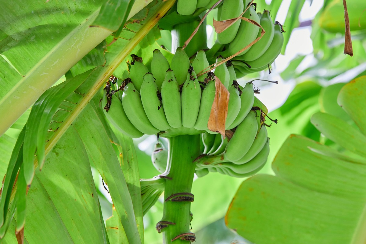 Bunch of organic unripe bananas in garden Bangkok, Bangkok, Thailand R_GXKV240731C1-1499984-01