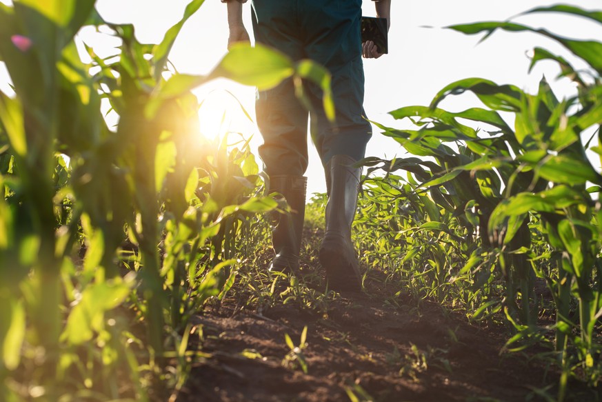 Low angle view at farmer feet in rubber boots walking along maize stalks