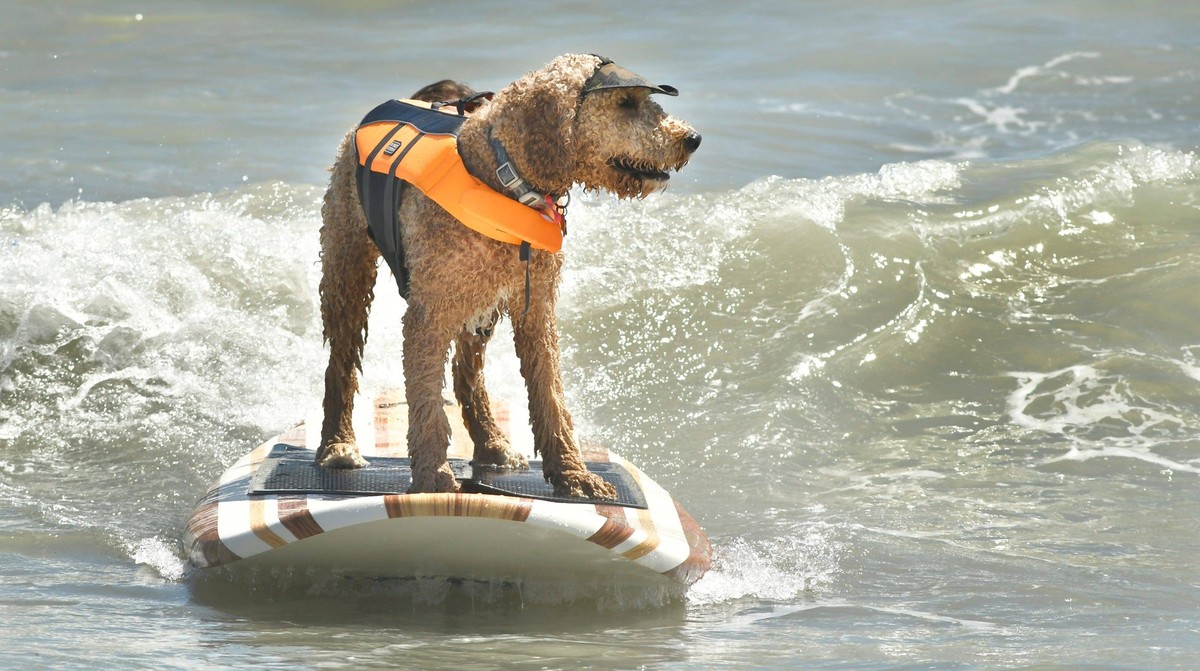 Syndication: Florida Today Russell the goldendoodle calmly rides a wave at the 12th Annual East Coast Dog Surfing Festival in Cocoa Beach, held Easter Sunday. Brevard , EDITORIAL USE ONLY PUBLICATIONx ...