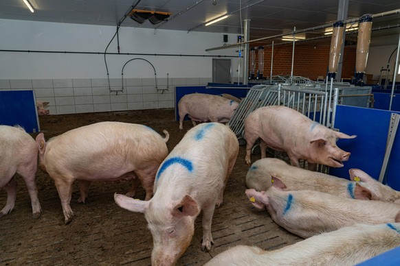 Schweinestall - Neubau, freilaufende Sauen in Gruppenhaltung. Innenansicht eines neu erbauten Sauenstalles nach neuesten Vorschriften unter Ber�cksichtigung des Kastenstand-Verbotes. Im gro�r�umigen N ...