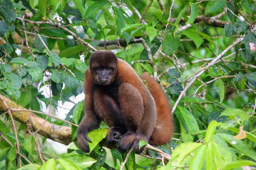 Woolly monkey captured in the amazon rainforest