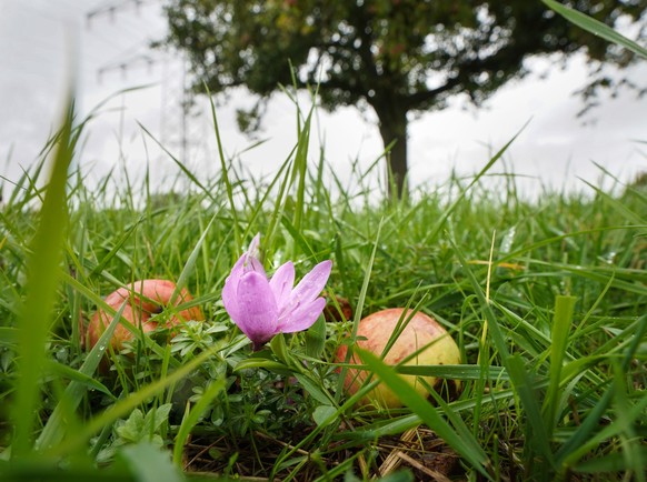 02.10.2022, Hessen, Frankfurt/Main: Eine Herbstzeitlose blüht zwischen herabgefallenen Äpfeln auf einer Streuobstwiese im Nordosten der Stadt. Die Blumen ähneln den Krokussen, blühen im Spätsommer und ...