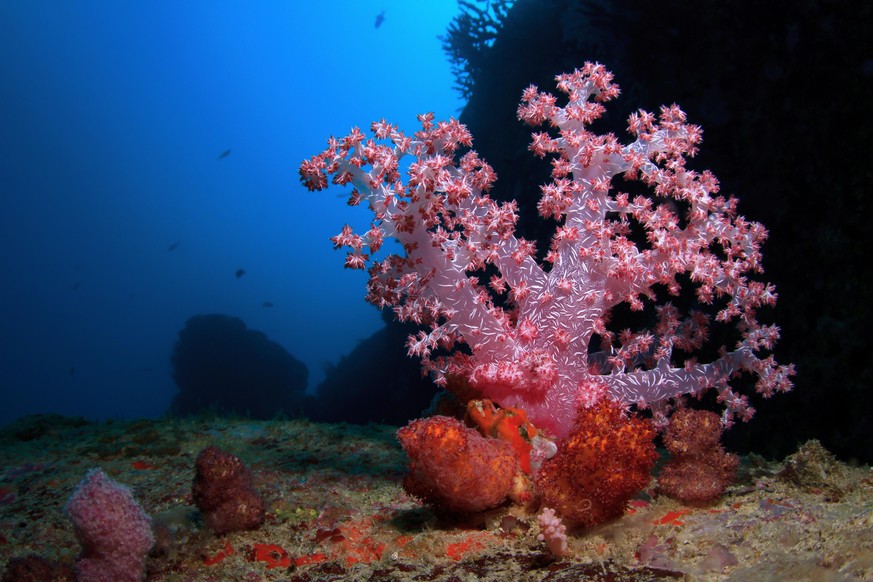 Pink Soft Coral, Dendronephthya klunzingeri, Christmas Point, Similan Islands, Mu Ko Similan National Park, Andaman Sea, Indian Ocean, Thailand