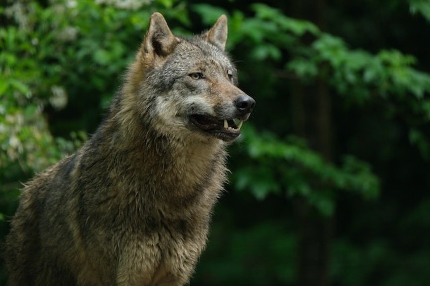 Seit 1998 ist der Wolf zurück in Deutschland, seitdem breitet er sich weiter aus.