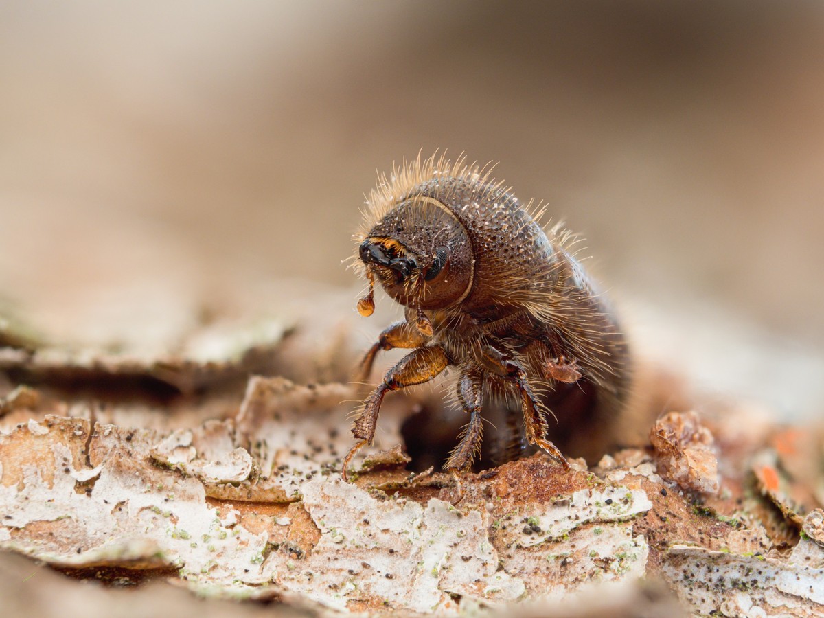Close-up of a single spruce bark beetle (spruce bark beetle) on the bark of a red spruce.