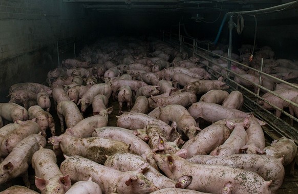 (Eingeschränkte Rechte für bestimmte redaktionelle Kunden in Deutschland. Limited rights for specific editorial clients in Germany.) pigs in a factory farm, Germany (Photo by Christian Adam/ullstein b ...