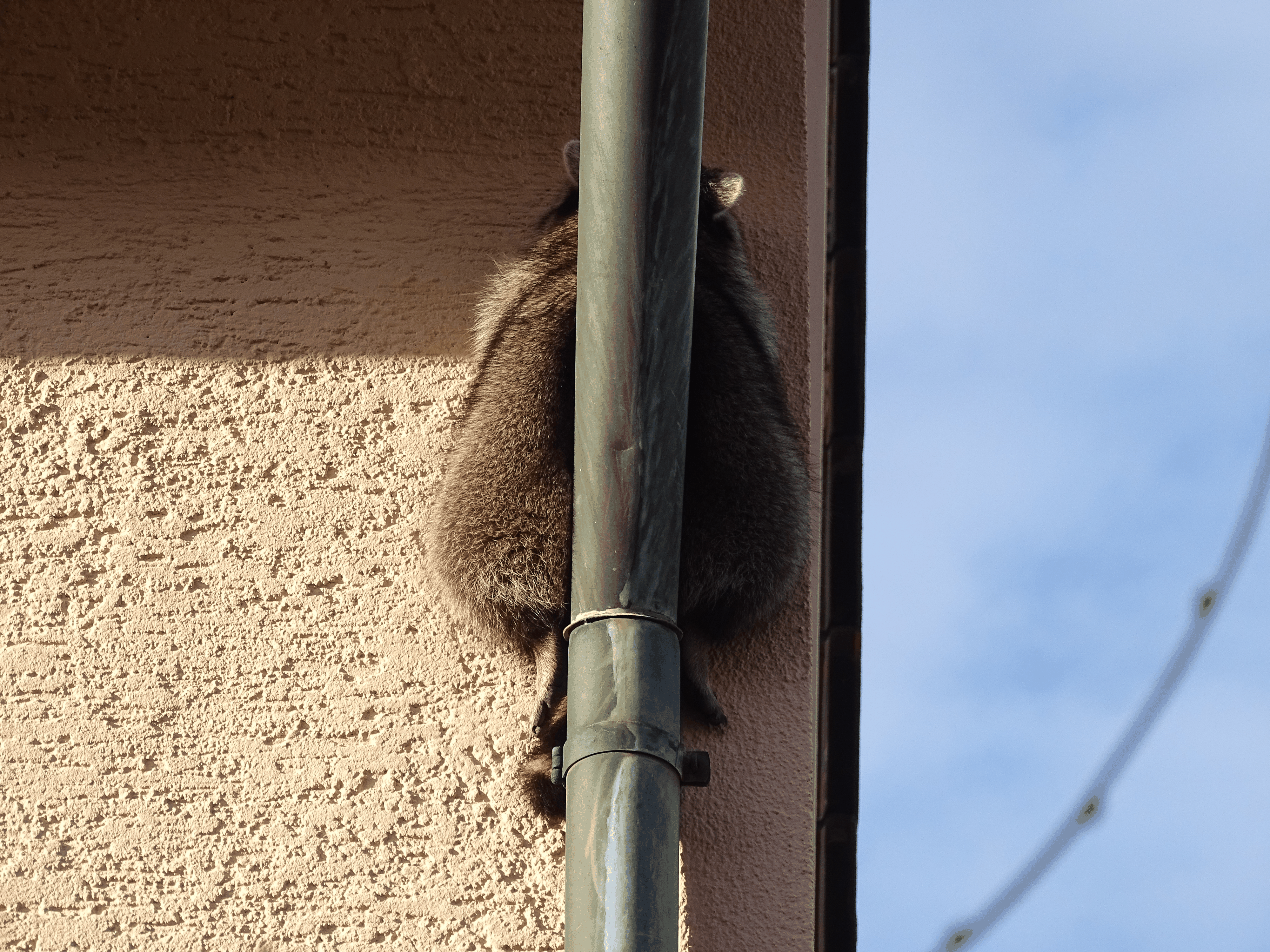 Da hatte sich der Waschbär in eine missliche Lage gebracht. Doch Rettung nahte!