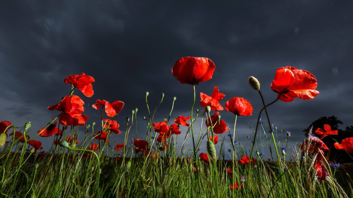 News Themen der Woche KW22 News Bilder des Tages Regenwetter und Unwettergefahr DEU/Deutschland/Brandenburg/Leuthen, 30.05.2024, Regenwetter und Starkregengefahr, dunkle Regenwolken sind ueber einem F ...