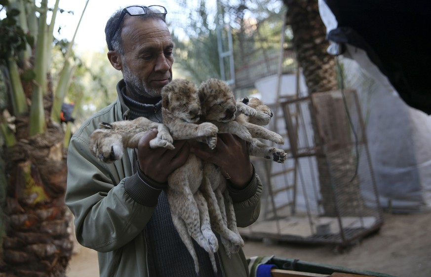 Zoo owner Fathi Jomaa holds the dead bodies of four lion cubs before he buries them at his zoo in Rafah refugee camp, southern Gaza Strip, Friday, Jan. 18, 2019. Jumaa said that he covered the cage of ...
