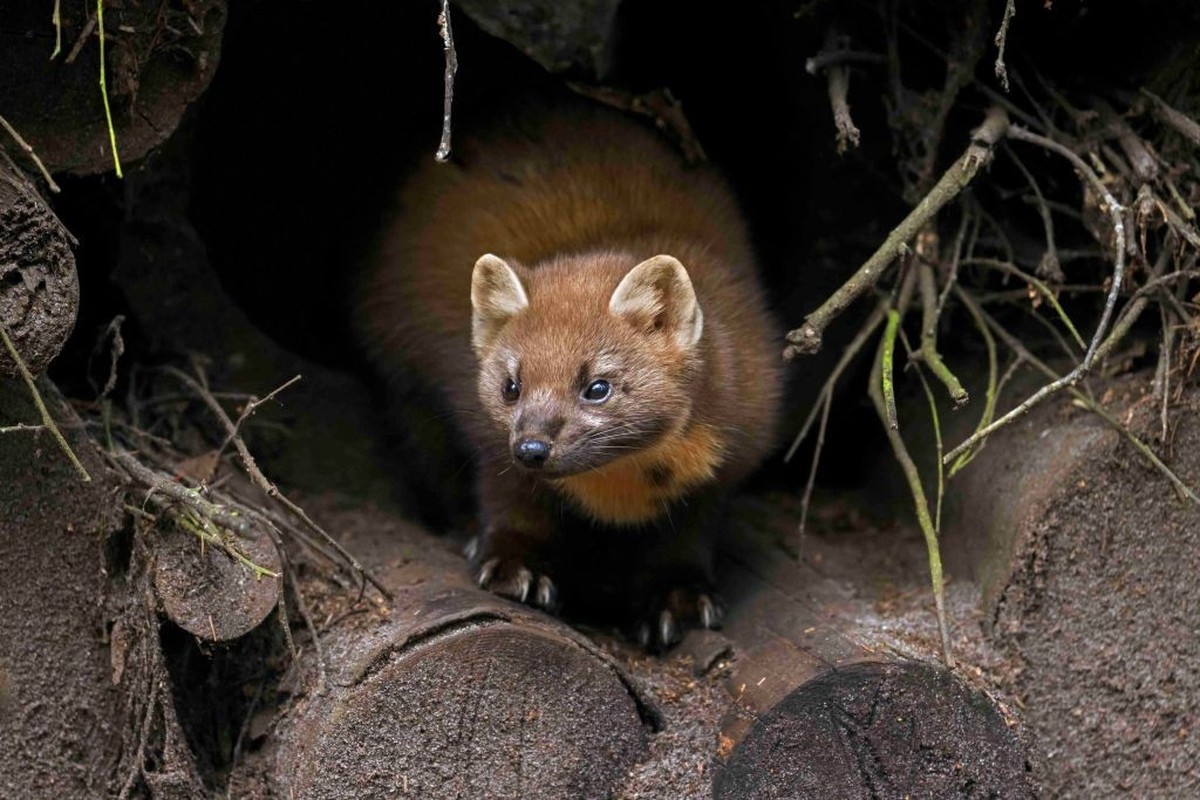 European pine marten (Martes martes) emerging from hole in woodpile in forest. (Photo by: Sven-Erik Arndt/Arterra/Universal Images Group via Getty Images)